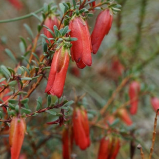 Darwinia hypericifolia